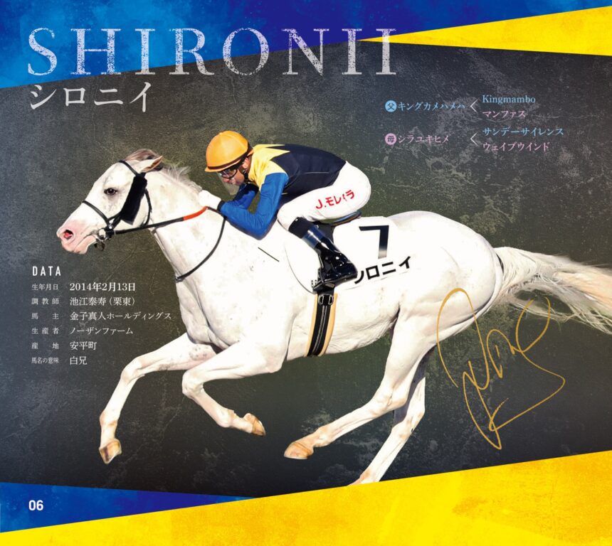 シロニイ｜白毛馬一族色紙コレクション｜ノーマル色紙